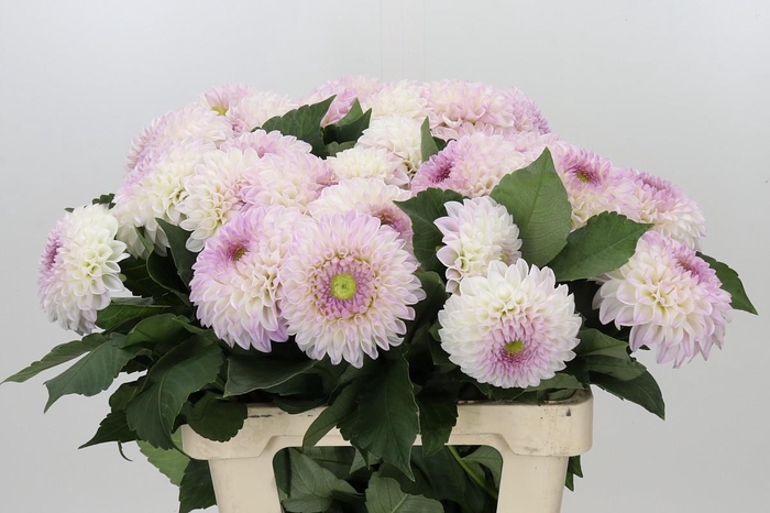 Dahlia Pink Pearl