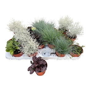VASTE PLANTEN OV