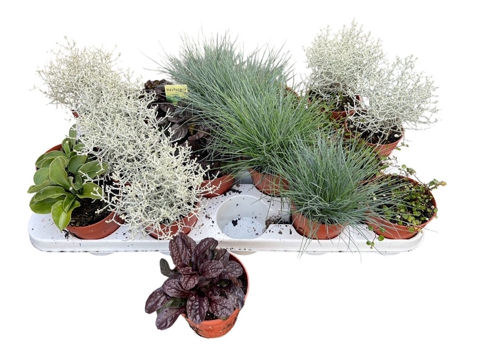 <h4>VASTE PLANTEN OV</h4>