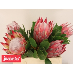 PROTEA CY CLARE
