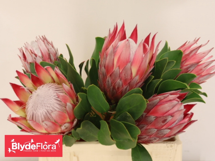 <h4>PROTEA CY CLARE</h4>