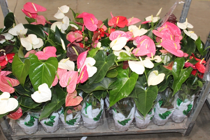 <h4>ANTHURIUM VARIADO P15</h4>