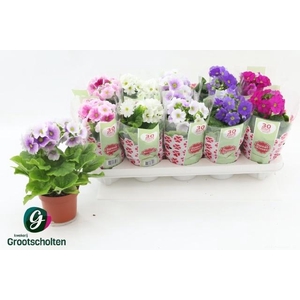 PRIM OB SWEETK A GEM