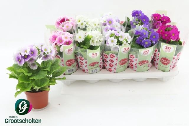 <h4>PRIM OB SWEETK A GEM</h4>