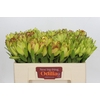 Leucadendron Goldstrike