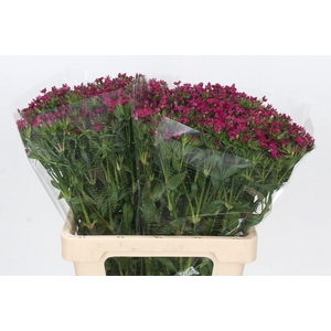Dianthus Br Amazon Neon Cherry