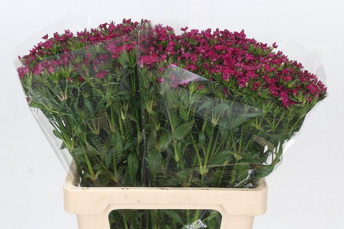 <h4>Dianthus Br Amazon Neon Cherry</h4>
