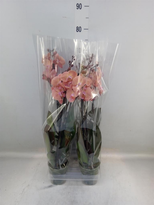 <h4>Phalaenopsis ...</h4>