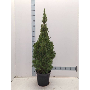 PICEA GL CONICA