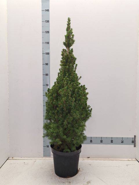 <h4>PICEA GL CONICA</h4>