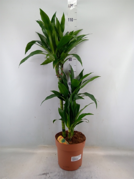 <h4>Dracaena frag. 'Janet Craig'</h4>