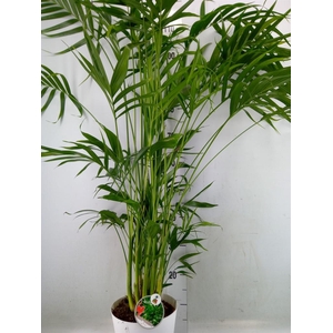 Chamaedorea cataractarum