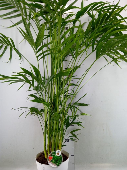 <h4>Chamaedorea cataractarum</h4>