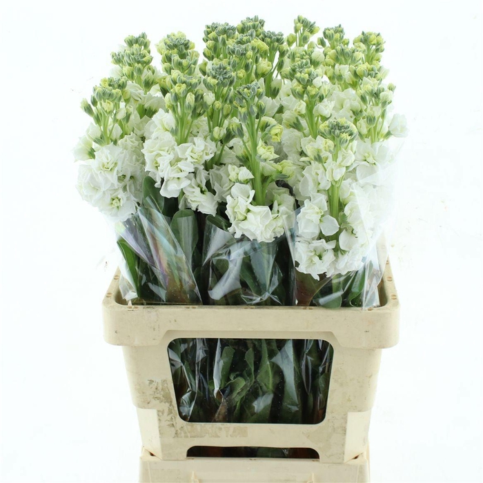 <h4>MATTH IRON WHITE</h4>