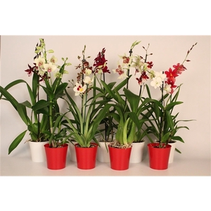 Christmas mix 1 tak met rood & wit plastic pot