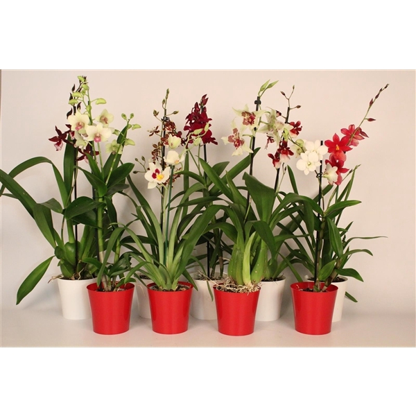 <h4>Christmas mix 1 tak met rood & wit plastic pot</h4>