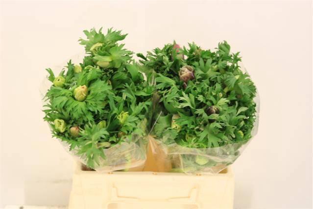 <h4>ANEM GEM BS</h4>