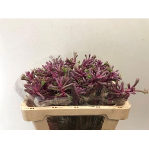 ANIGOZANTHOS MINI PEARL