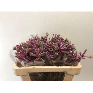 ANIGOZANTHOS MINI PEARL