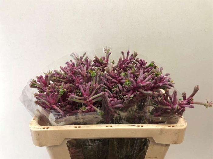 <h4>ANIGOZANTHOS MINI PEARL</h4>