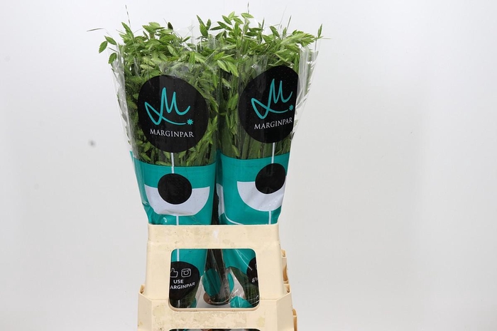 <h4>Chasmanthium latifolium 'Mantis'</h4>
