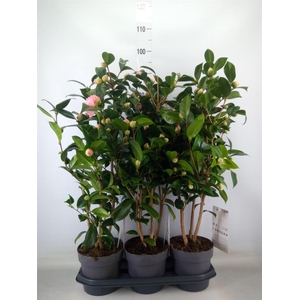 Camellia japonica