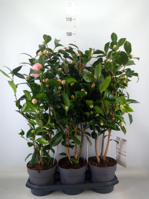 <h4>Camellia japonica</h4>