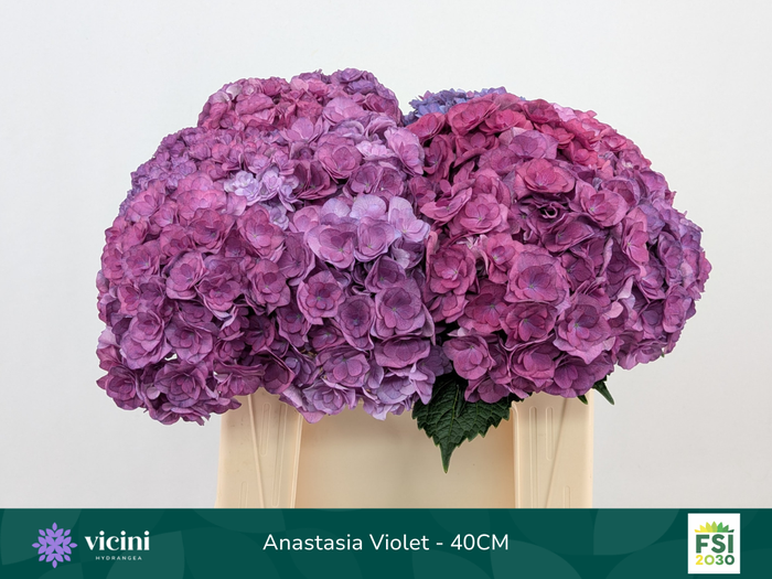 <h4>Anastasia Violet - 40CM</h4>