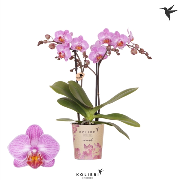<h4>Kolibri Orchids Phalaenopsis Karlsruhe 2 spike</h4>
