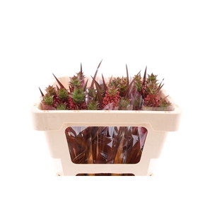 Ananas Perfetto 45cm