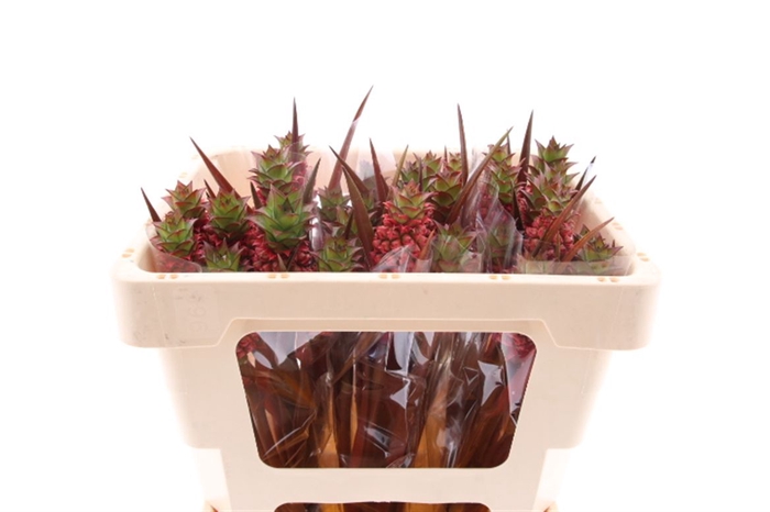 <h4>Ananas Perfetto 45cm</h4>