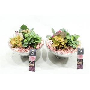 1427 ROZE GLAS 23