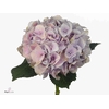 Hydrangea Force | Roze