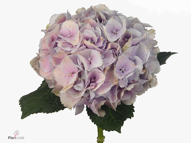 Hydrangea Force | Roze