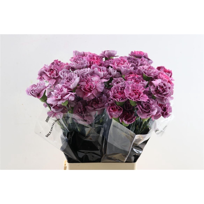 <h4>Di St Hypnosis</h4>