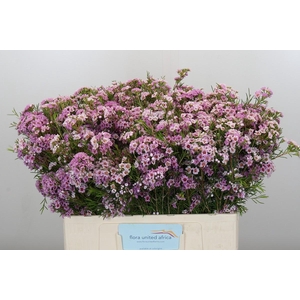 Chamelaucium Giselle