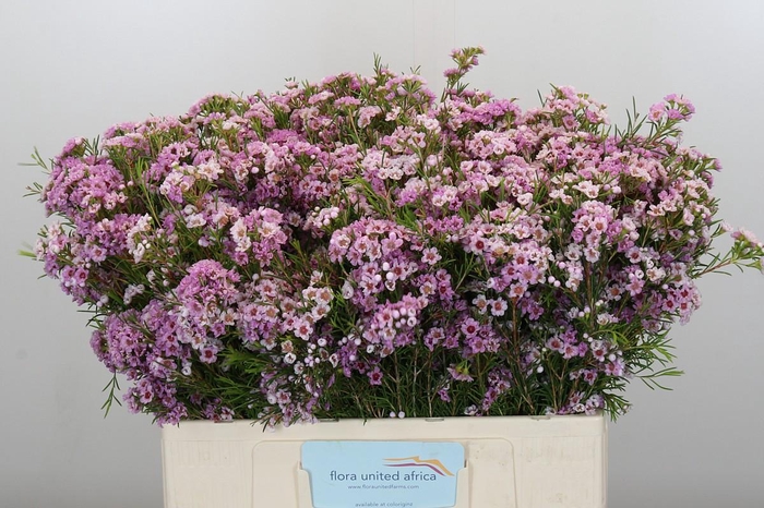 <h4>Chamelaucium Giselle</h4>