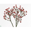 ROSA CLASS FRUITILIA
