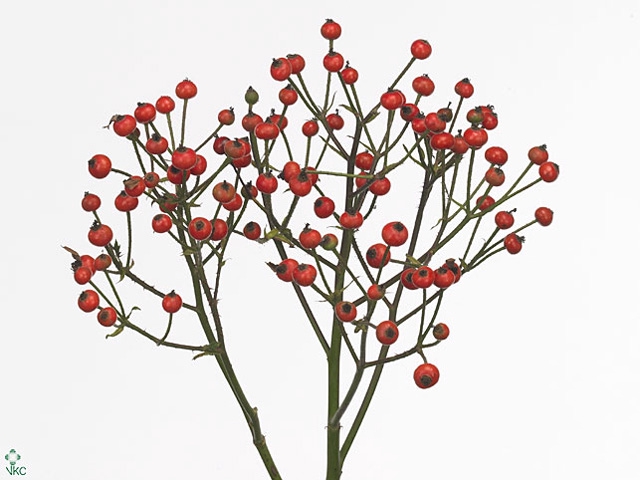 ROSA CLASS FRUITILIA