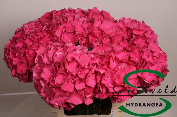 <h4>HYDR M CH RODEO RD</h4>