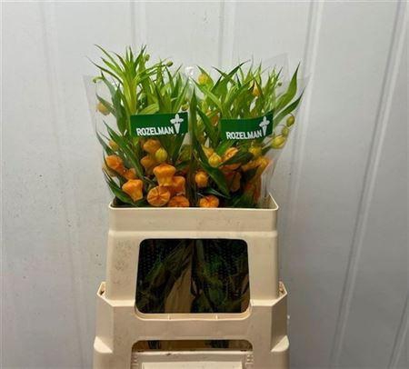 <h4>Sandersonia</h4>