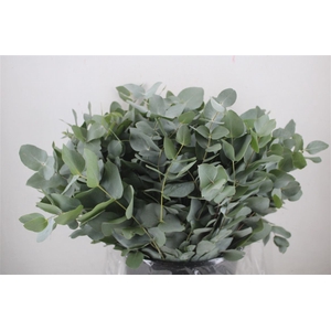 Euca Cinerea Short 300gr P Bunch
