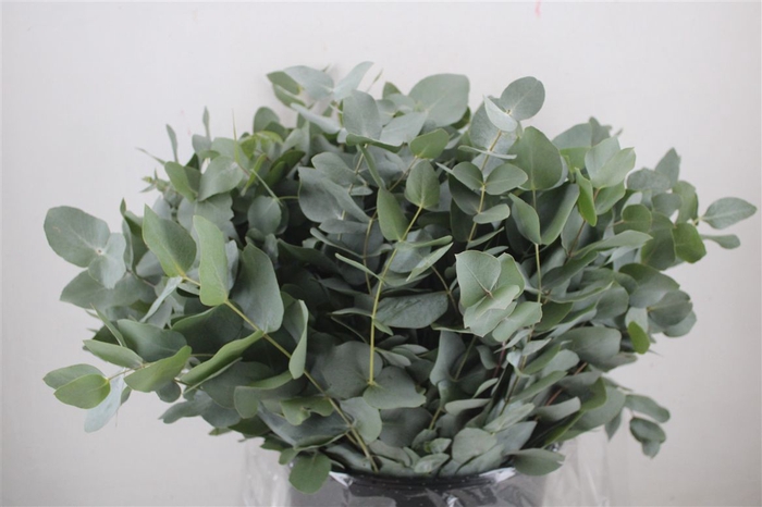 <h4>Euca Cinerea Short 300gr P Bunch</h4>