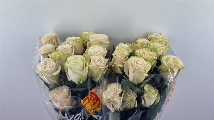 <h4>R Gr Cute Enigma Ll</h4>