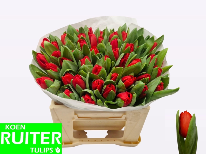 <h4>TU EN ESCAPE</h4>