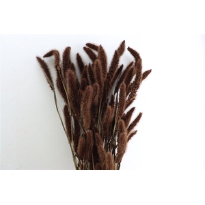 Dried Setaria X5 Brown Bunch
