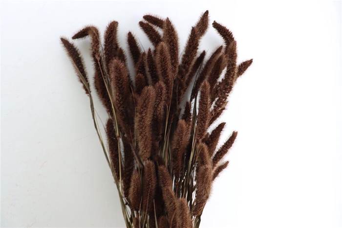 <h4>Dried Setaria X5 Brown Bunch</h4>