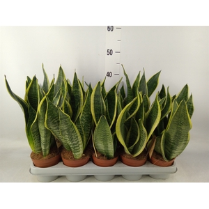 Sansevieria trifa. 'Futura Superba'