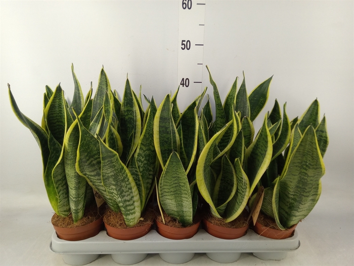 <h4>Sansevieria trifa. 'Futura Superba'</h4>