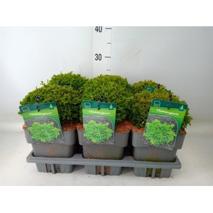 Chamaecyparis pis.   ...